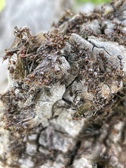 Papyrius