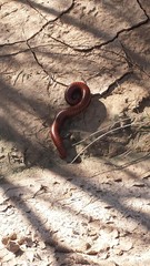 Orthoporus