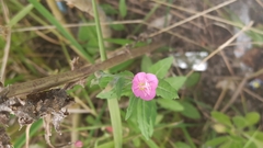 Oenothera rosea