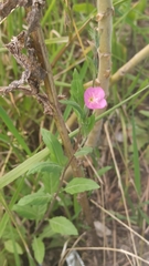 Oenothera rosea