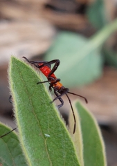 Oncopeltus famelicus