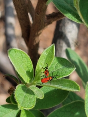 Oncopeltus famelicus