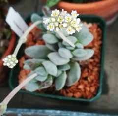 Crassula tecta