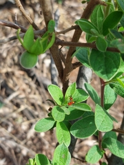 Oncopeltus famelicus