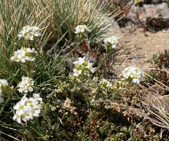 Draba gilliesii