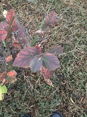 Fothergilla gardenii