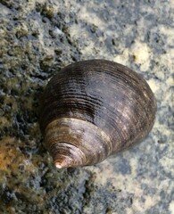 Littorina littorea