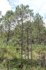 Pinus pseudostrobus