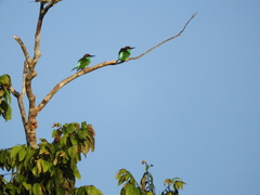 Merops viridis
