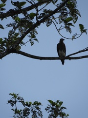 Haliaeetus ichthyaetus