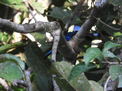 Cyornis turcosus