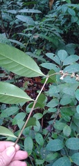 Bertiera