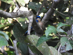 Cyornis turcosus