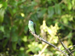 Merops viridis