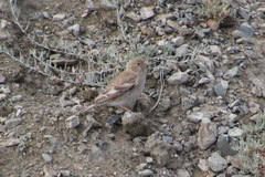 Bucanetes mongolicus