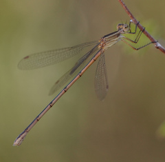 Lestes alacer
