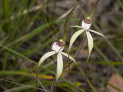 Caladenia venusta