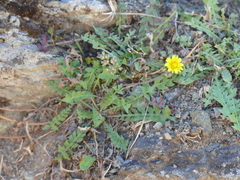 Hyoseris radiata