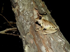 Litoria rothii