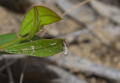 Culladia cuneiferellus