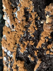 Sphaerosporium lignatile