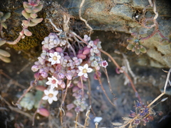 Sedum dasyphyllum