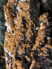 Sphaerosporium lignatile