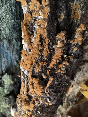 Sphaerosporium lignatile