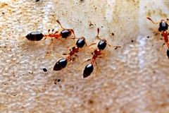 Monomorium floricola