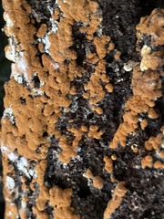 Sphaerosporium lignatile