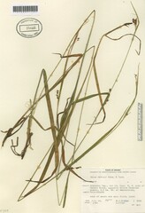 Carex davisii