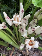 Alocasia macrorrhizos