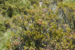 Rhododendron rubropilosum