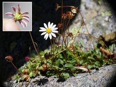 Bellium