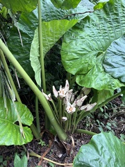 Alocasia macrorrhizos