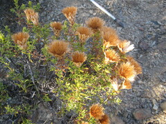 Pteronia staehelinoides