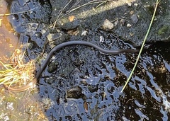 Lycodonomorphus rufulus