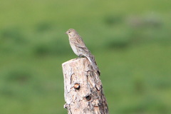 Linaria flavirostris