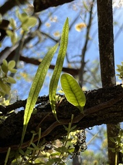 Microgramma squamulosa