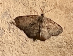 Digrammia gnophosaria