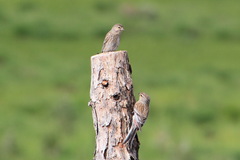 Linaria flavirostris