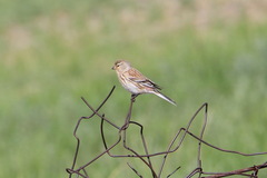 Linaria flavirostris