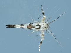 Stathmopoda melanochra