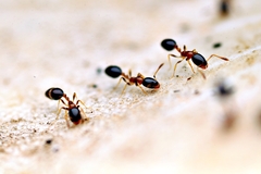 Monomorium floricola