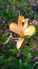 Barleria