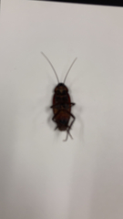 Periplaneta fuliginosa