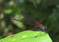 Hetaerina rosea