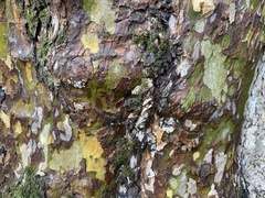 Platanus × hispanica