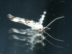 Stathmopoda melanochra