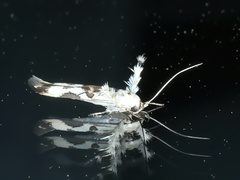 Stathmopoda melanochra